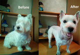 Dog Clipper Dog Hair Clippers Grooming  (Pet/Cat/Dog/Rabbit)